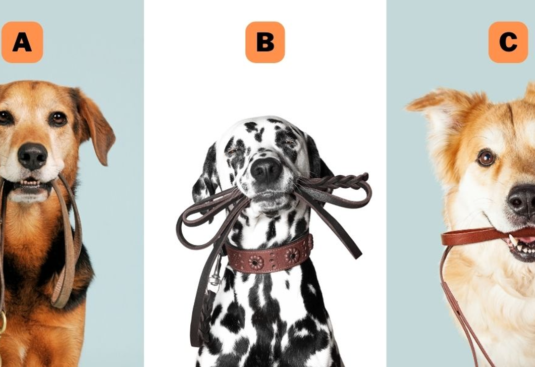 Melyik kutyát választod? Elárulja, hogy mennyire vagy felelősségteljes
