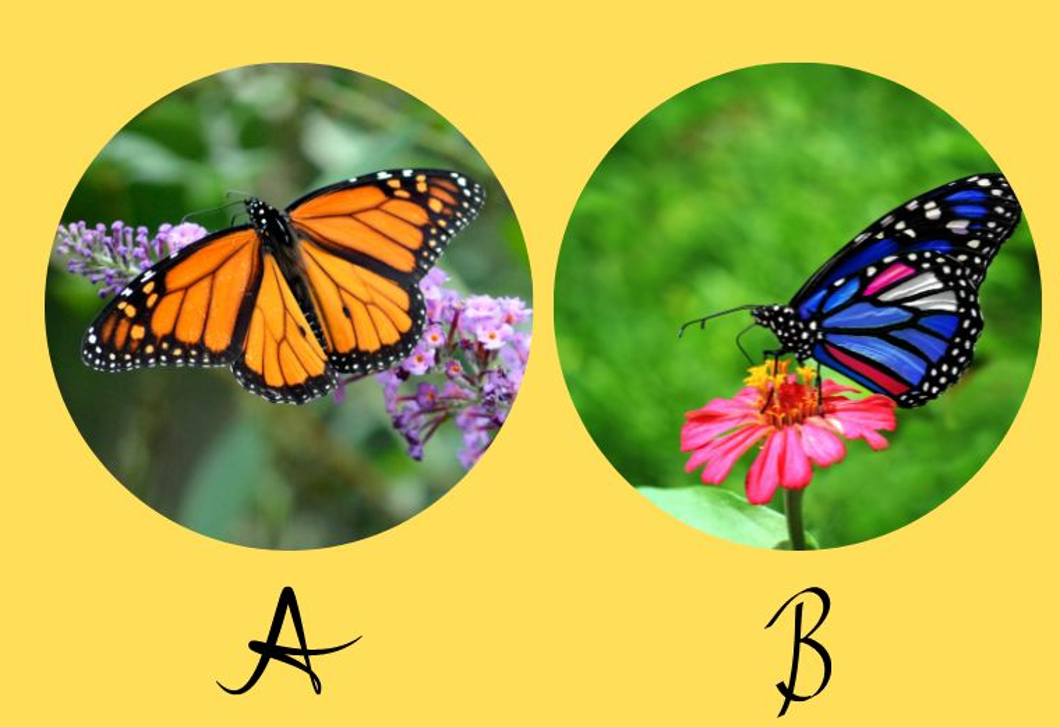 Melyik pillangót választod? Elárulja, mennyire vagy kreatív gondolkodású 