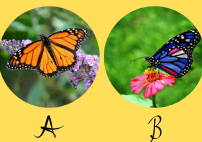 Melyik pillangót választod? Elárulja, mennyire vagy kreatív gondolkodású 