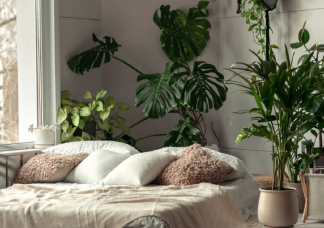 A szobanövények segítenek a rákmegelőzésben - ezeket tartsd a lakásban