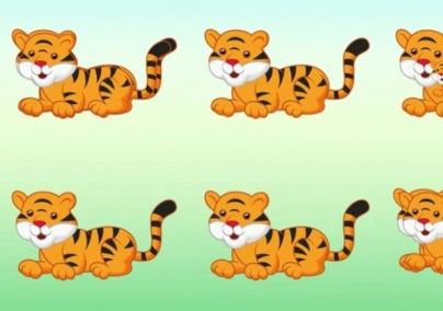 Hány tigris...