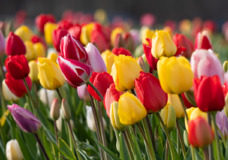  Ezzel a trükkel kétszer annyi ideig maradnak meg a tulipánok