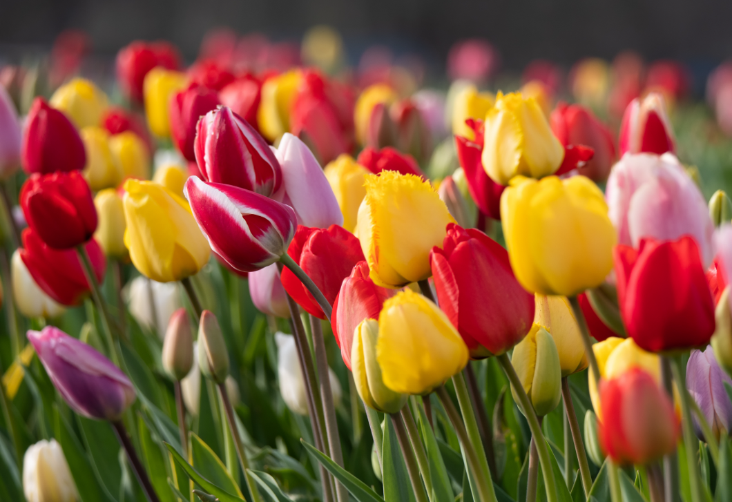  Ezzel a trükkel kétszer annyi ideig maradnak meg a tulipánok