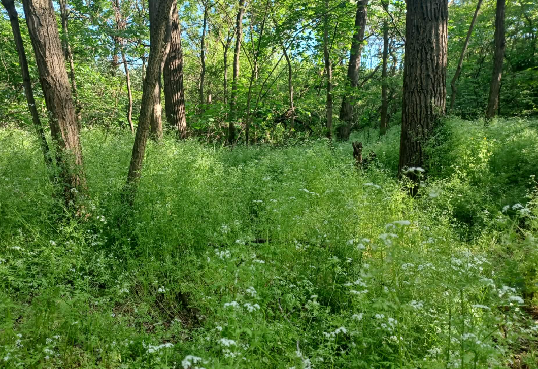 Tele vannak most a hazai erdők ezzel a csodanövénnyel: fűszerként és gyógyhatása miatt is keresett