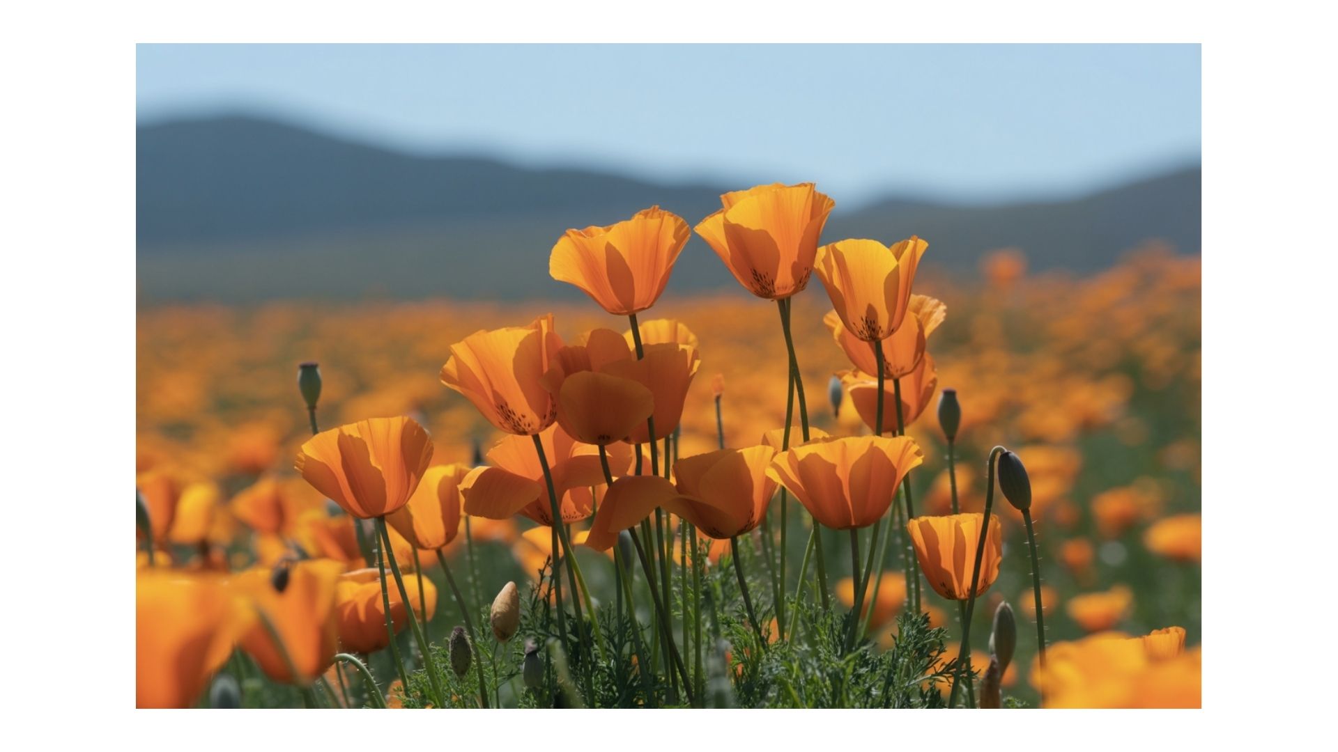 gallery-img