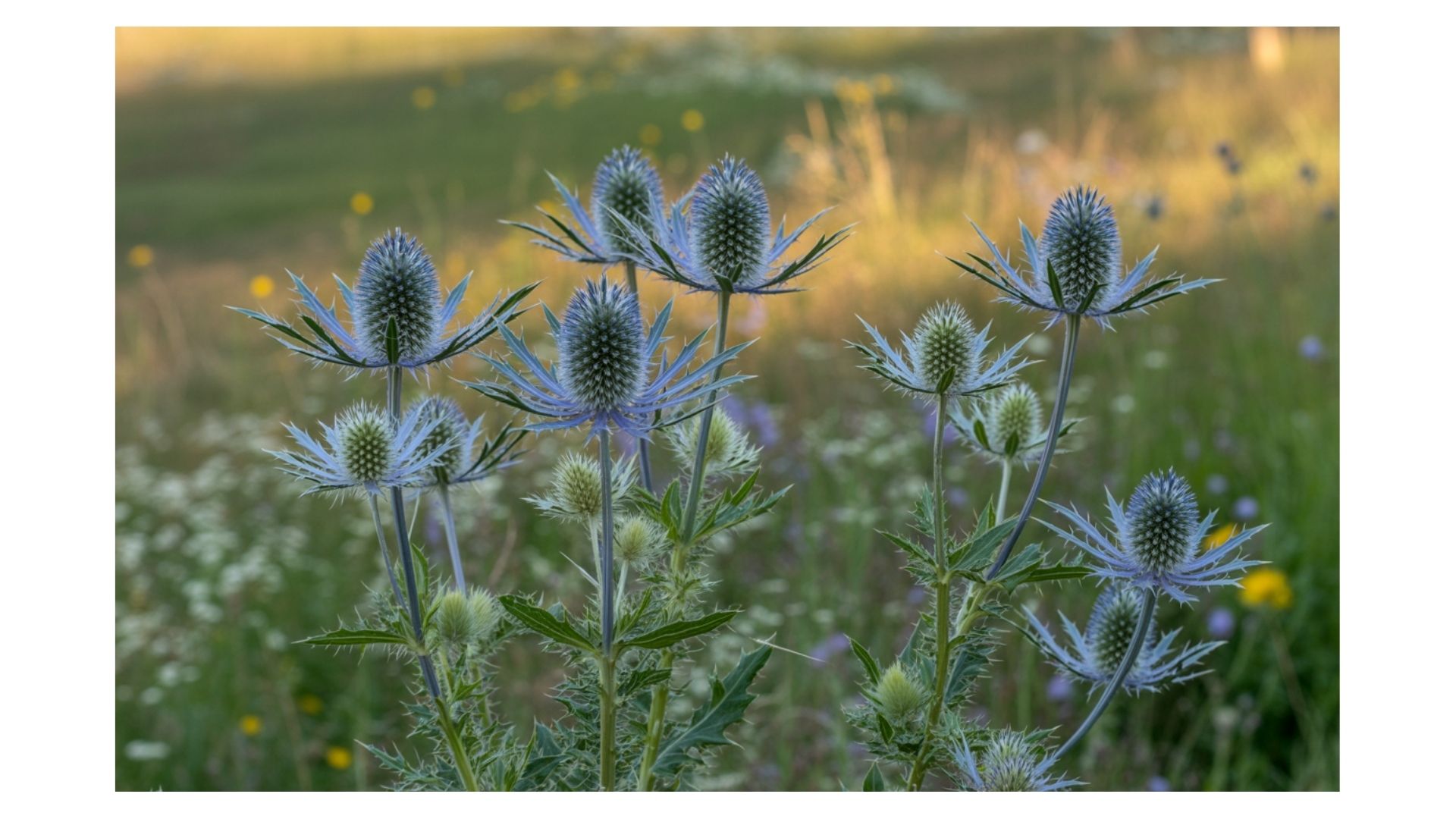 gallery-img