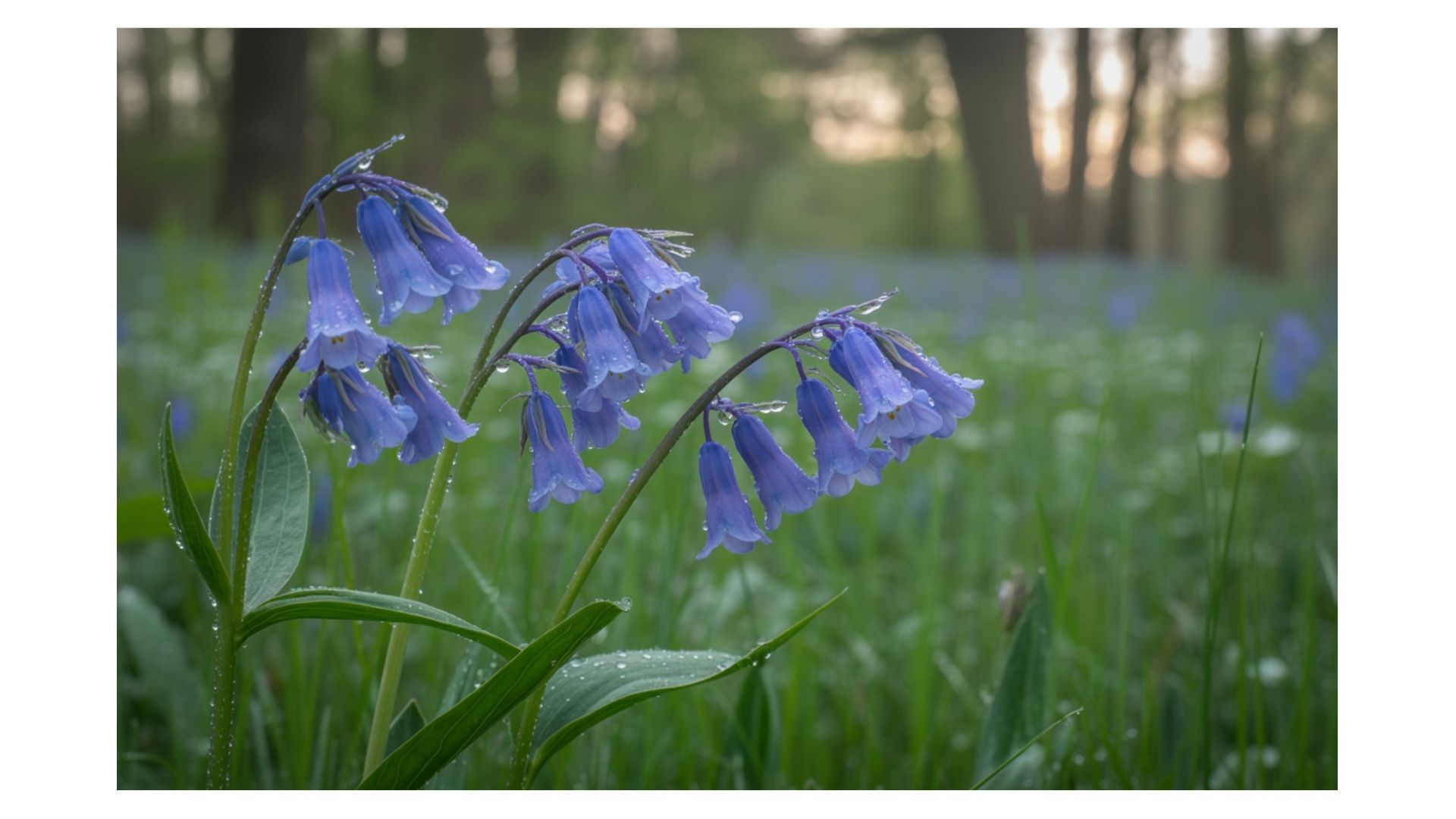 gallery-img