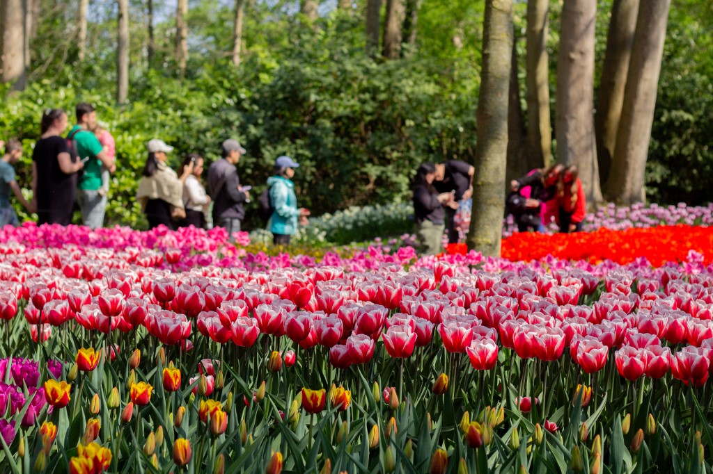 Keukenhof kert, Hollnadia