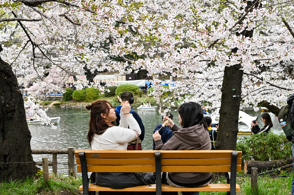Cseresznyevirágzás, Japán