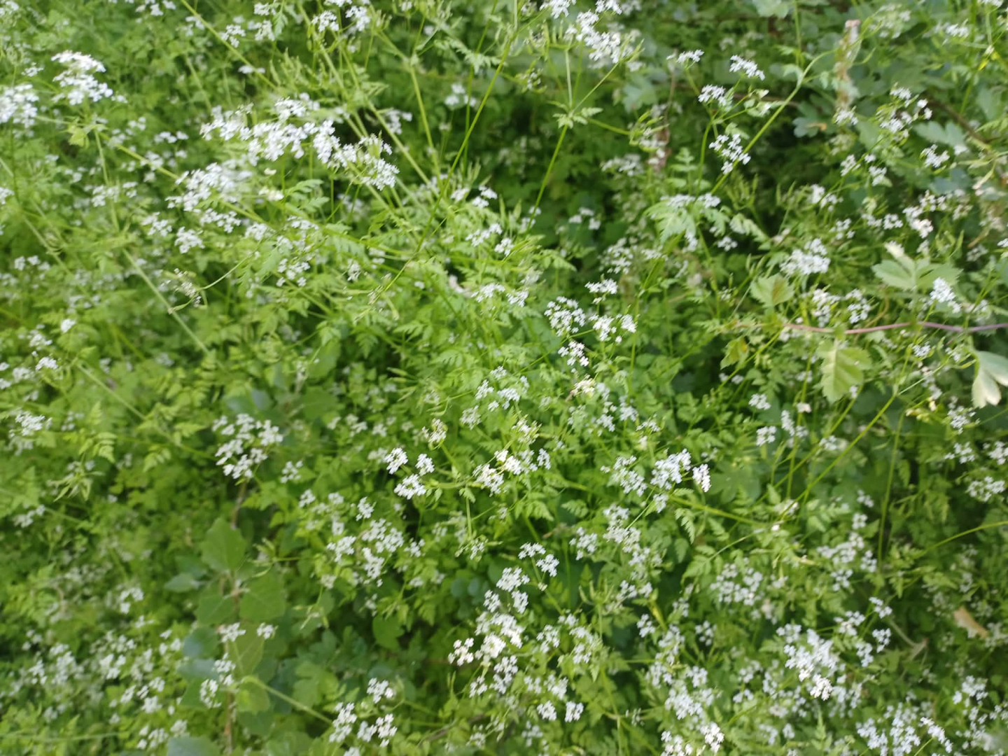 turbolya, gyógynövény