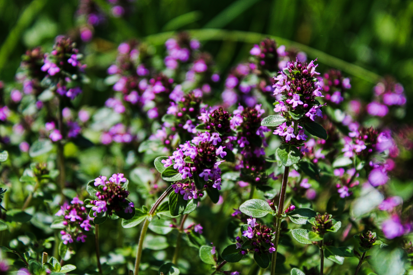 keskeny levelű kakukkfű