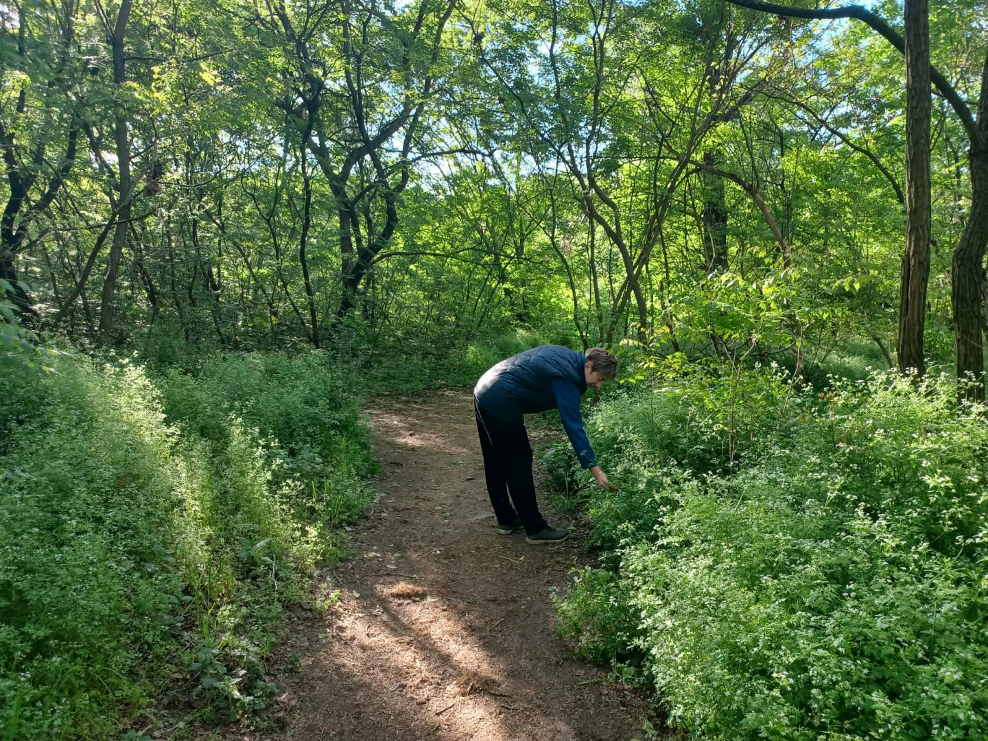 erdő, növénygyűjtés