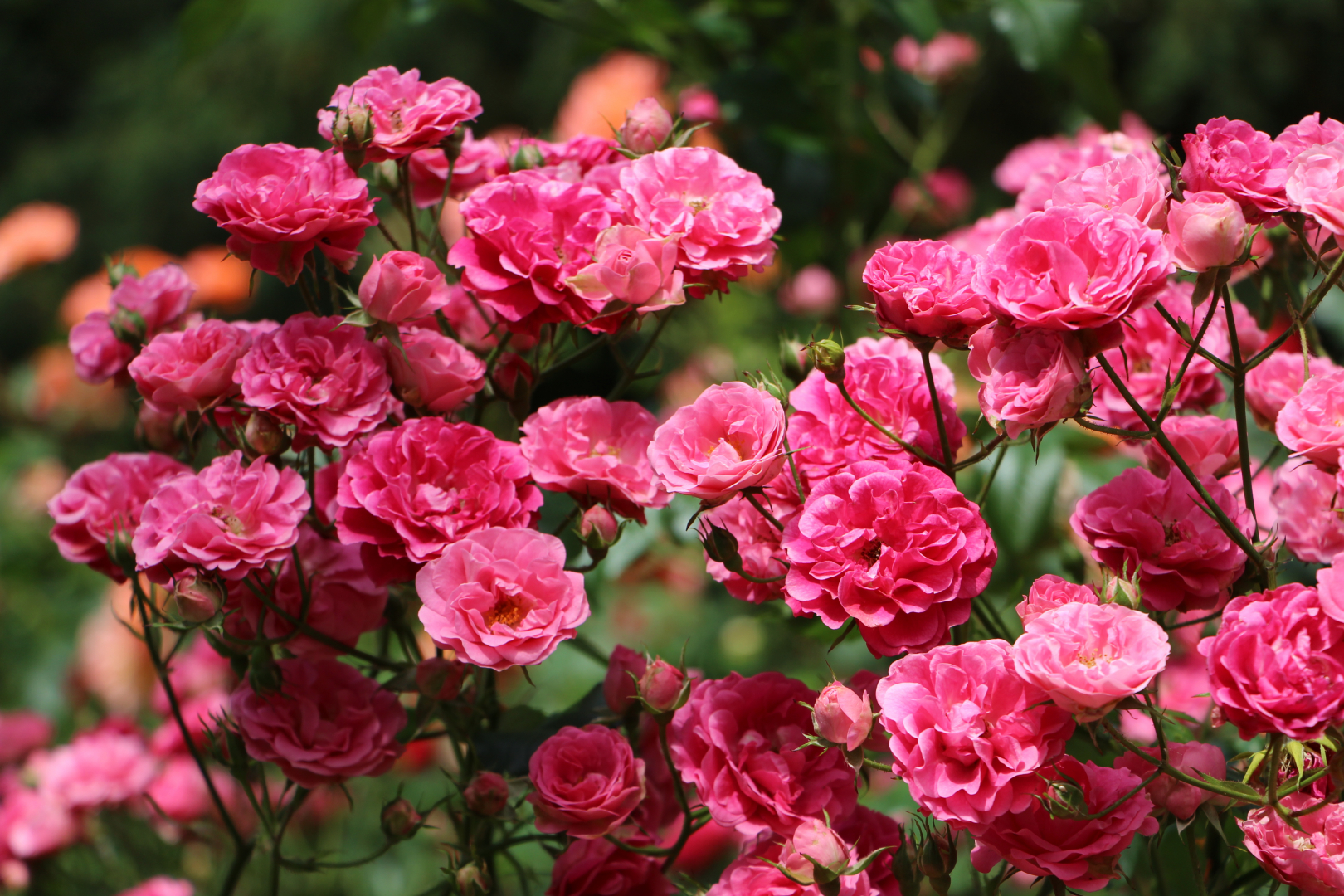 pünkösdi rózsa/babarózsa