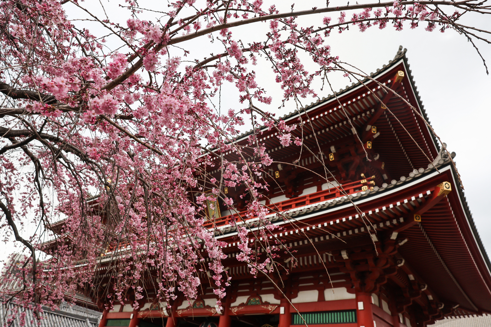 Cseresznyevirágzás Japánban