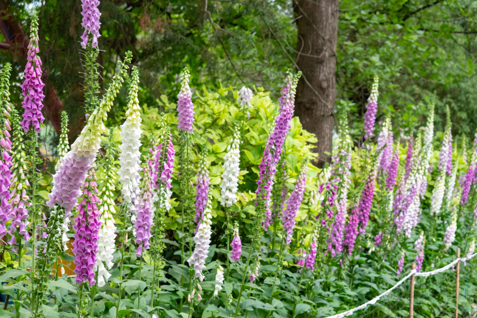 színes gyűszűvirágok