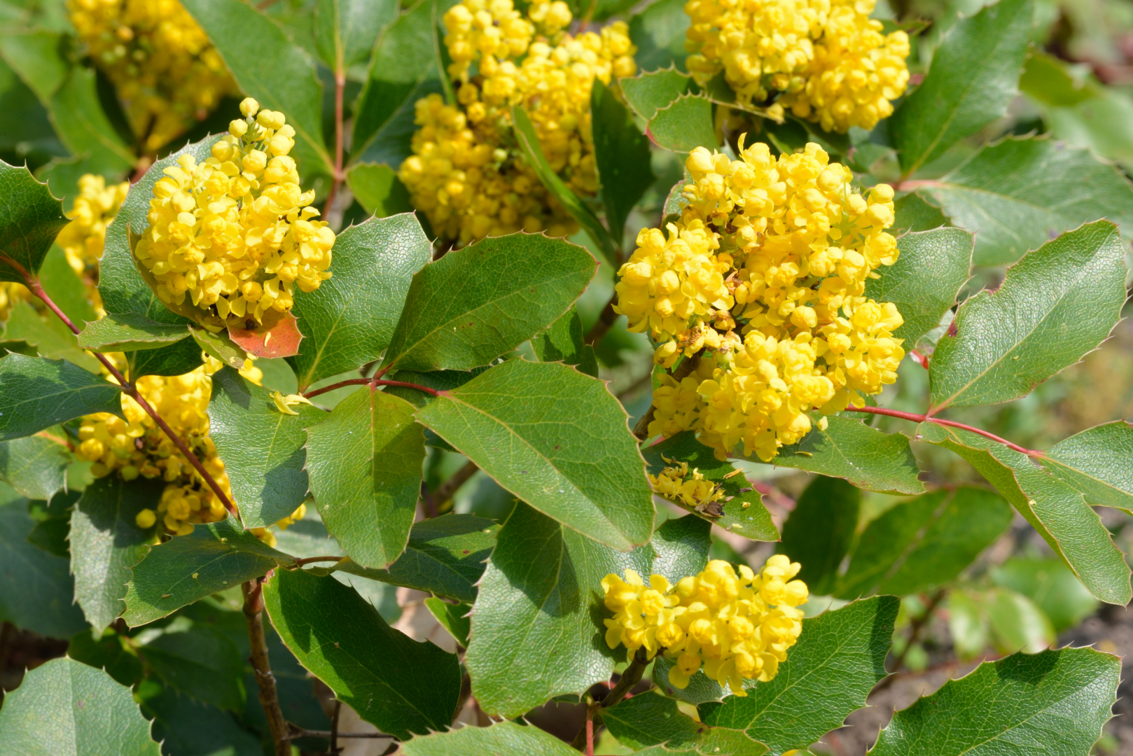 kúszó mahónia növény