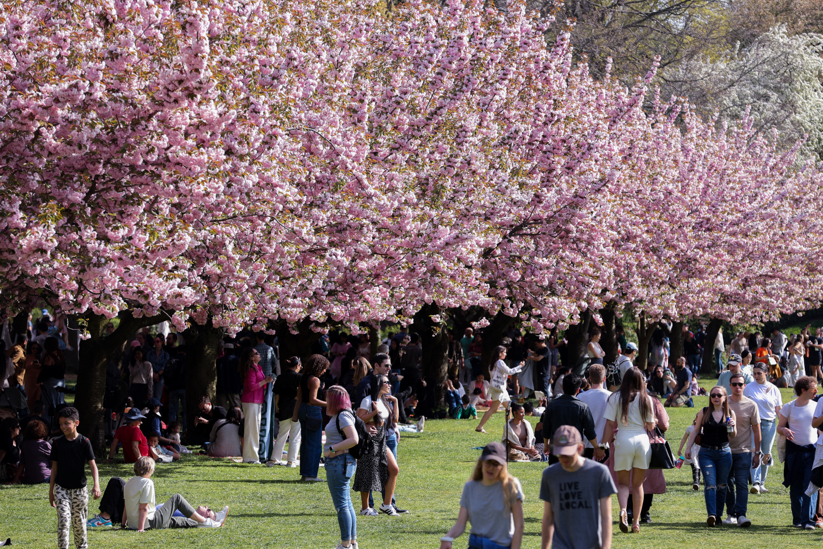 Cseresznyevirágzás New Yorkban