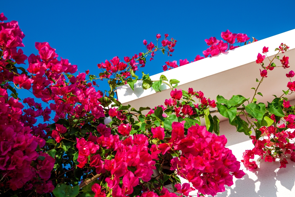 bougainvillea-elle.hu