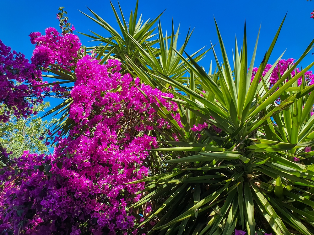 bougainvillea