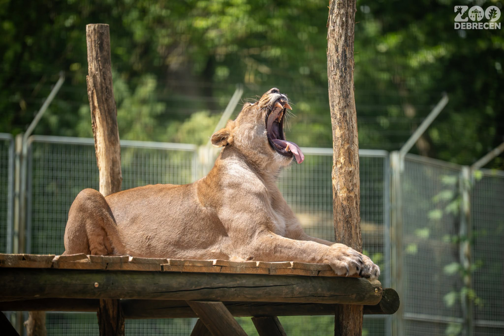 Nagyerdei Kultúrpark_Zoo Debrecen FB-oldala, oroszlán