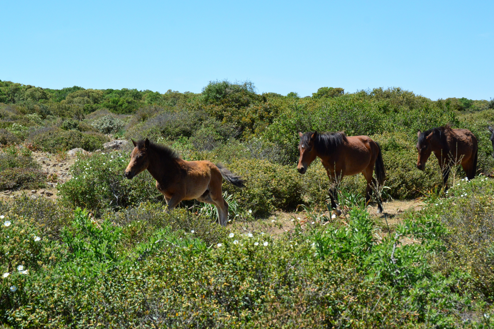 Szardínia, vadlovak