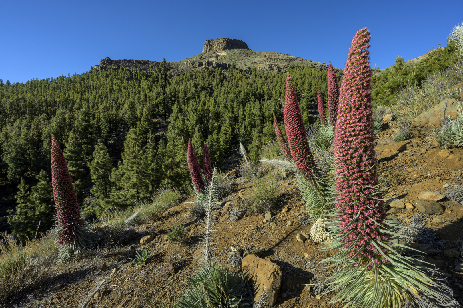 Tenerife, Teide-hegy