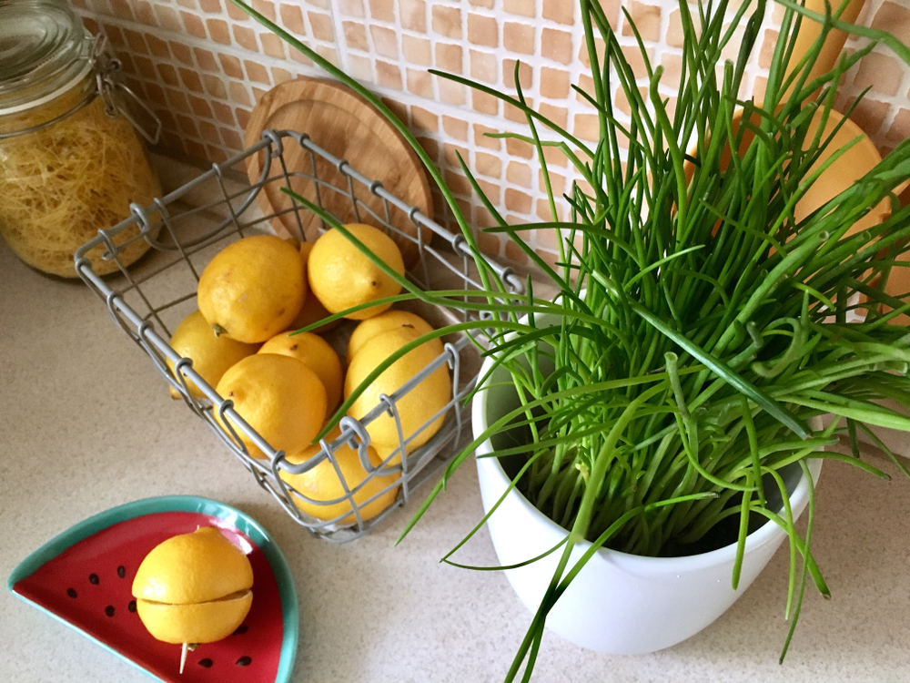 metélőhagyma, cserépben